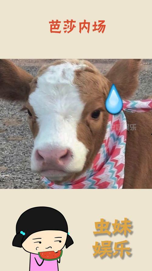 娱乐吃瓜酱熊猫,娱乐吃瓜酱熊猫的趣味生活揭秘 第1张 娱乐吃瓜酱熊猫,娱乐吃瓜酱熊猫的趣味生活揭秘 第1张